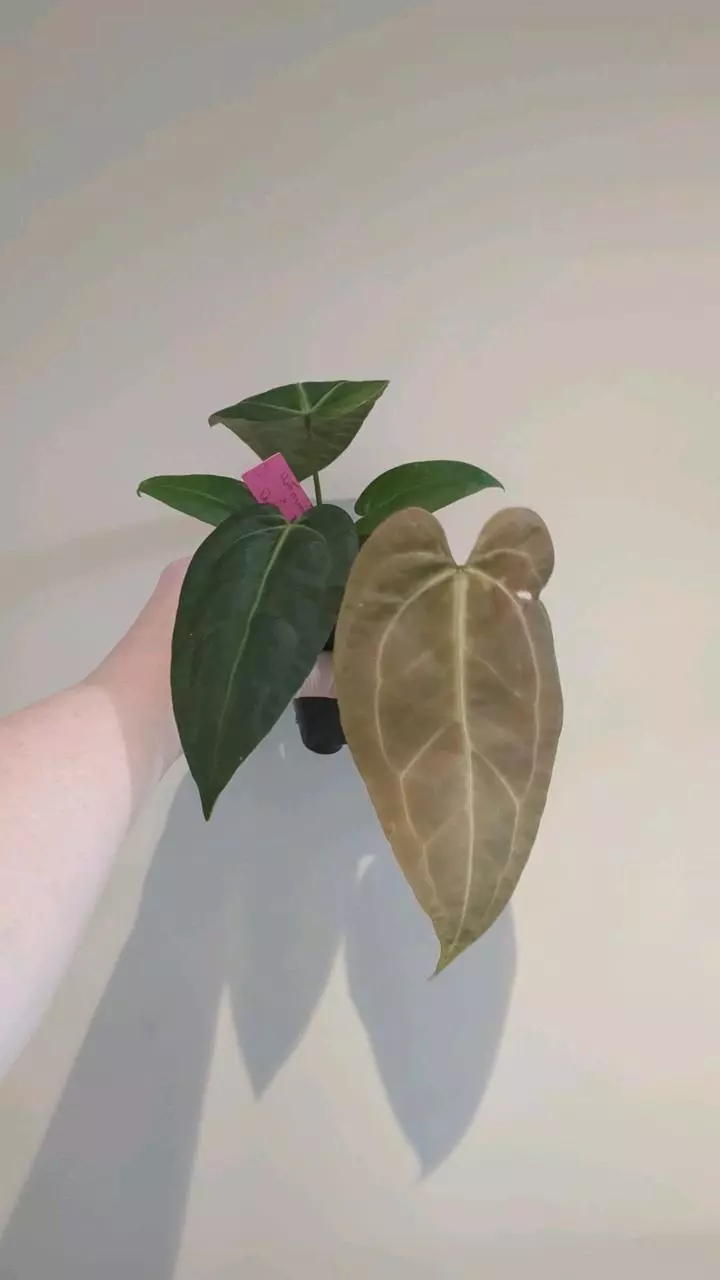 hoffmannii x dark & stormy clone thumbnail