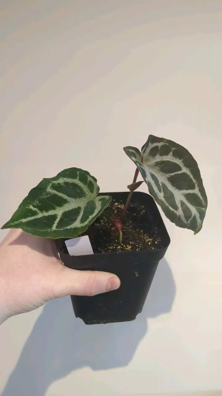 silver tiger x (RC x doriyaki) clone thumbnail