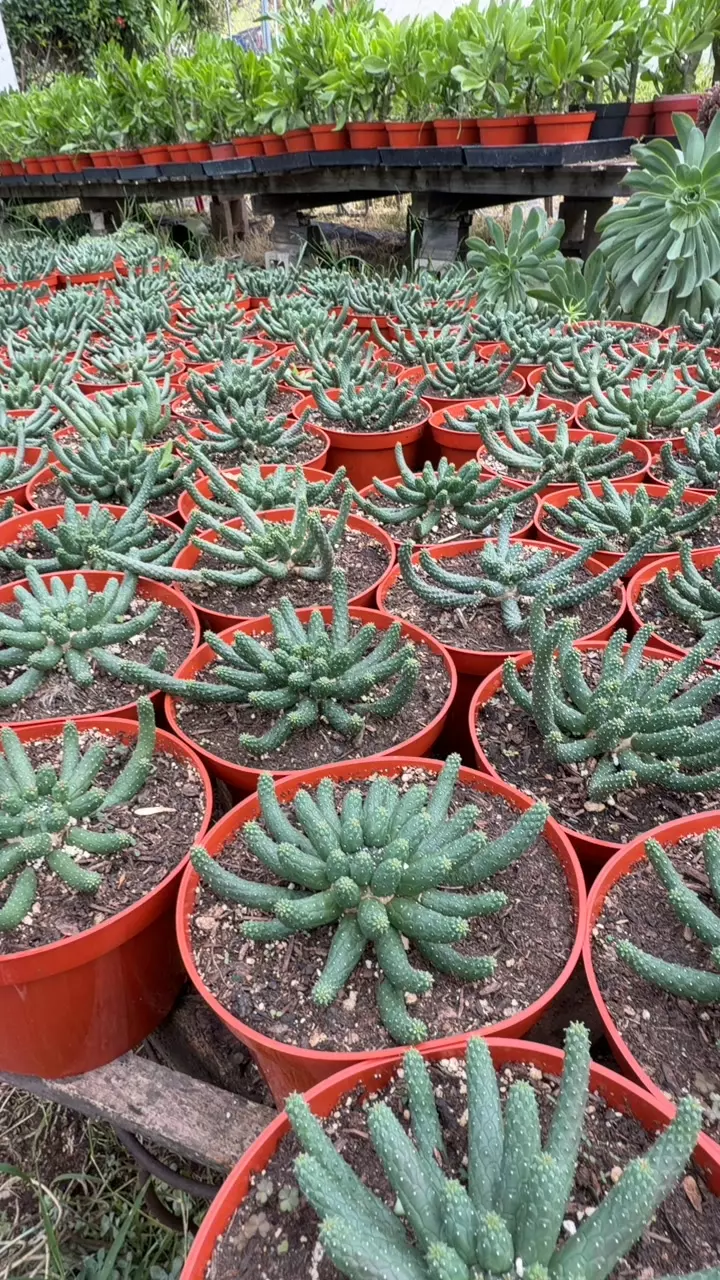 Euphorbia Inermis GC thumbnail
