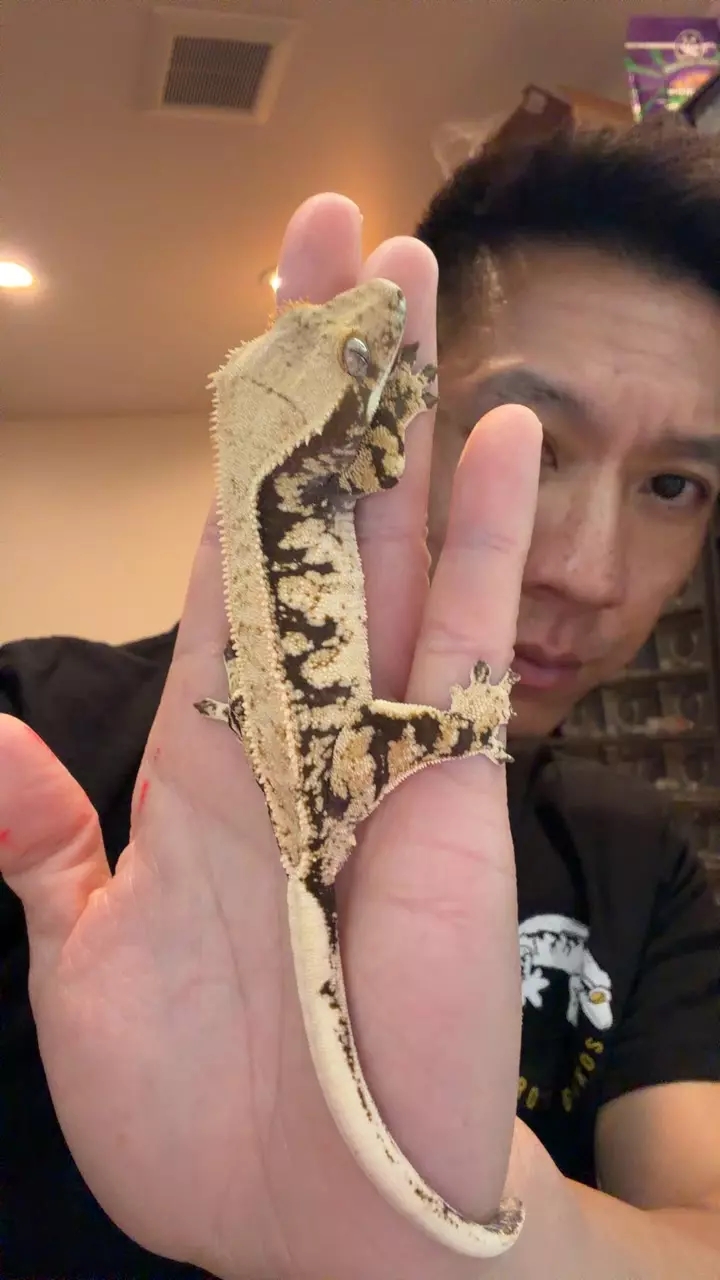 21g male Helios x finch thumbnail