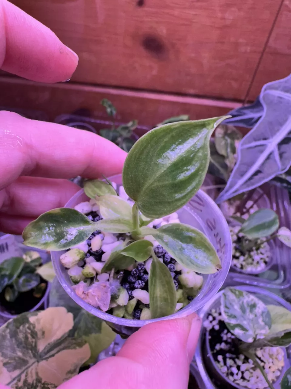 Philodendron Spiritus Sanci thumbnail