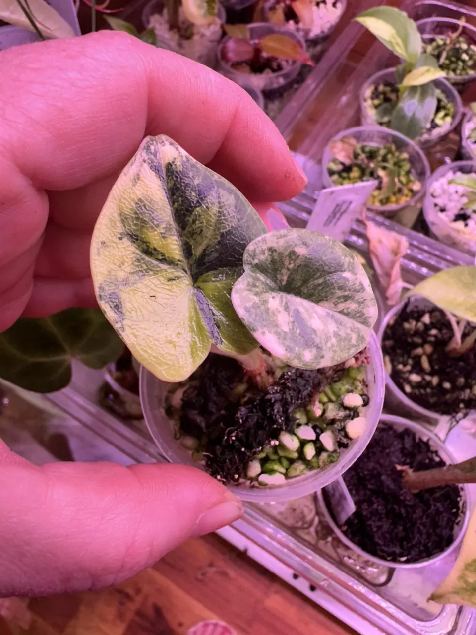 Alocasia Melo Tri color thumbnail