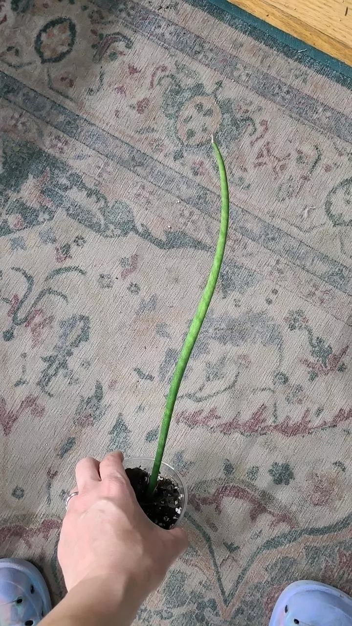 Sanservia Cylindrica 12" Tall 3.25" thumbnail