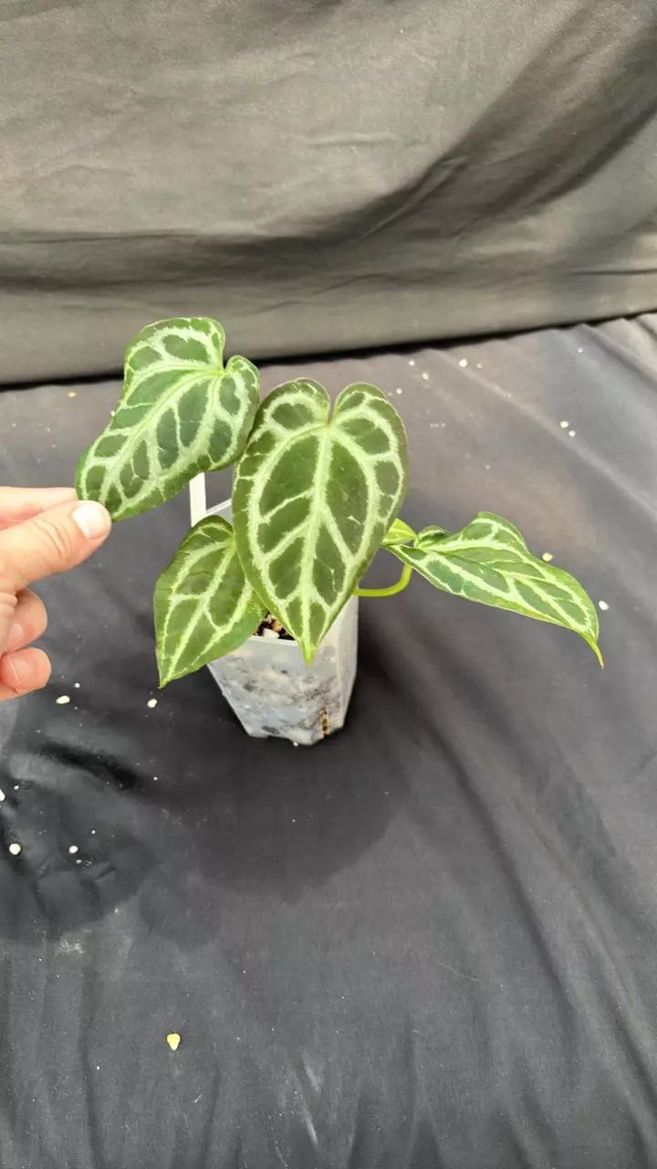 A111 Cape Oasis S1 X SKG Pink Lemonade thumbnail