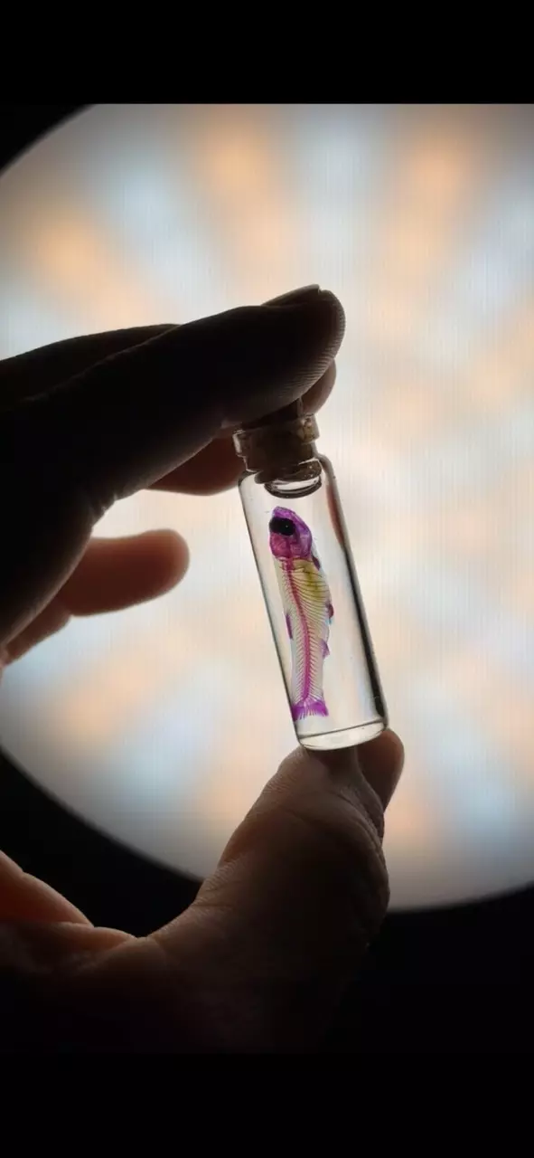 Ethically Sourced Diaphonized Small Fish thumbnail