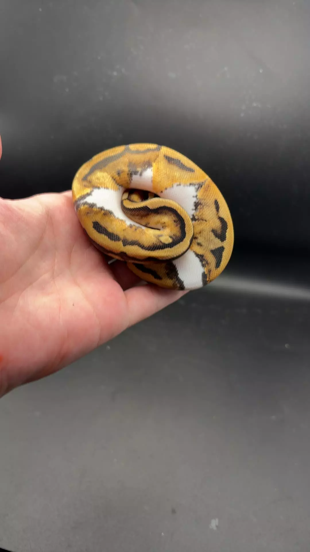 Pied Ball Python Female thumbnail
