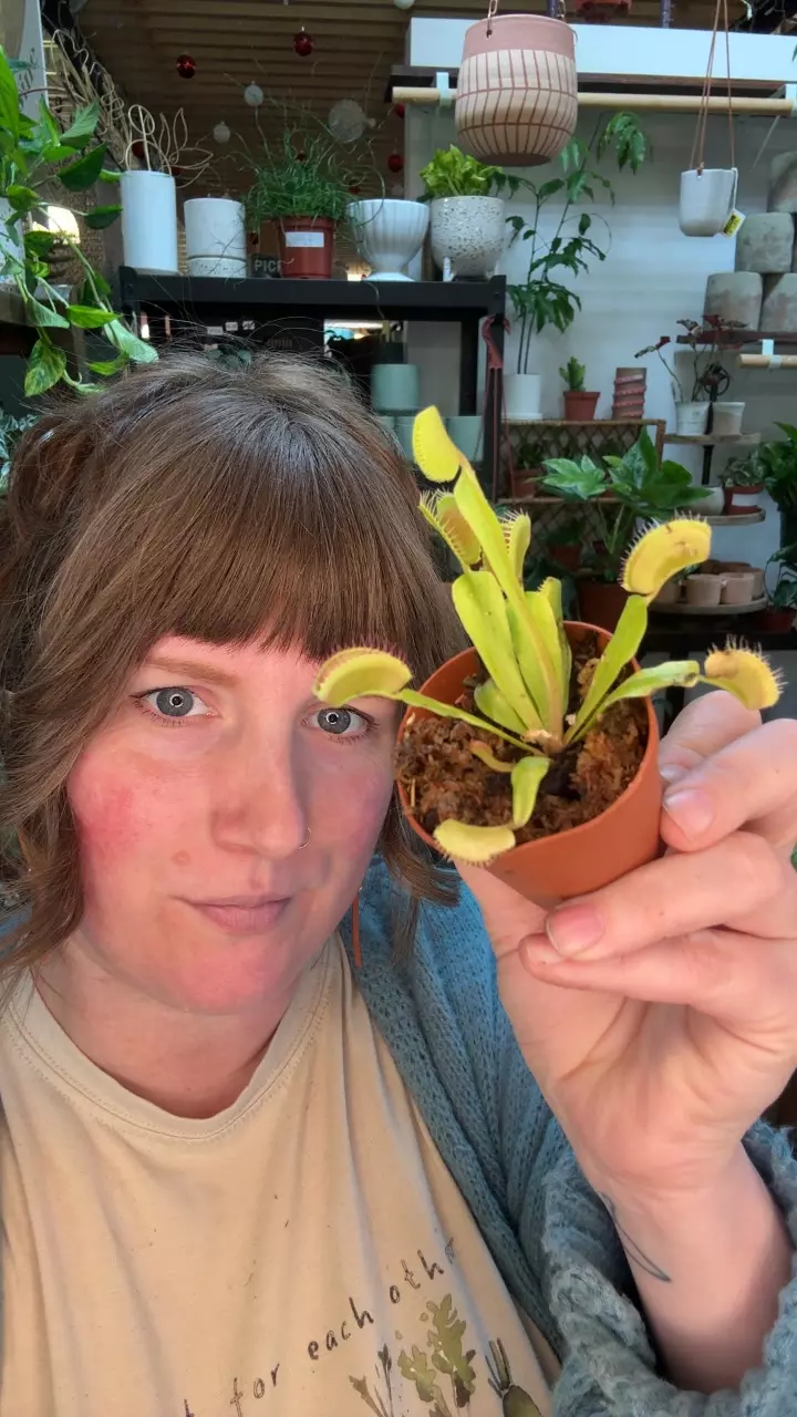 Venus fly trap 2” 91 thumbnail