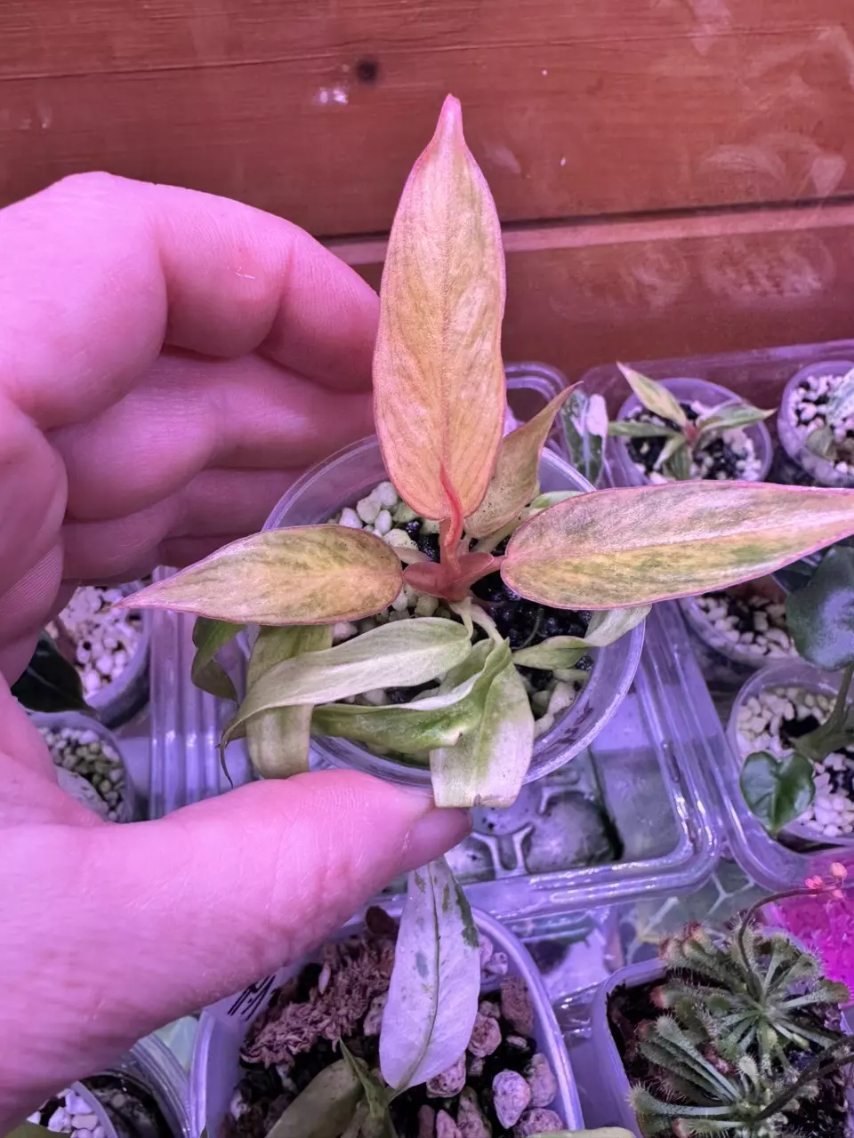 Philodendron RING OF MOCHA thumbnail