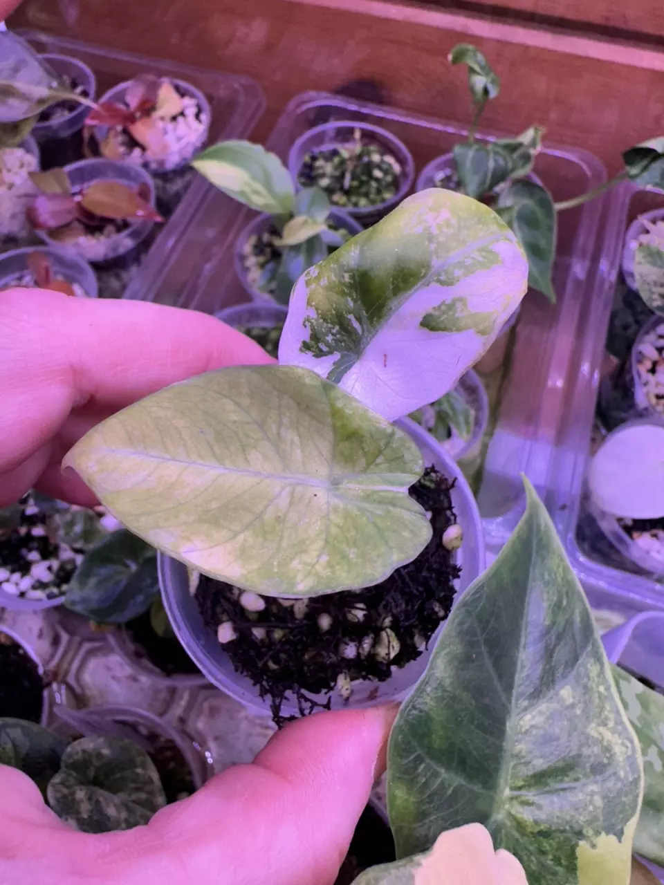 Alocasia Pink Black Velvet thumbnail
