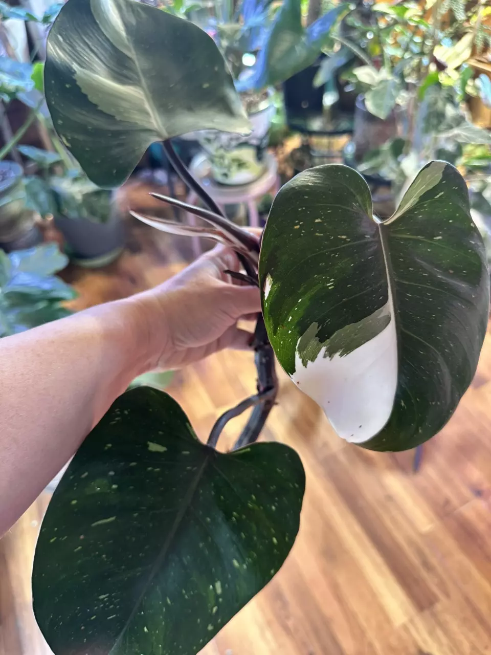 Philodendron White Wizard top cut thumbnail
