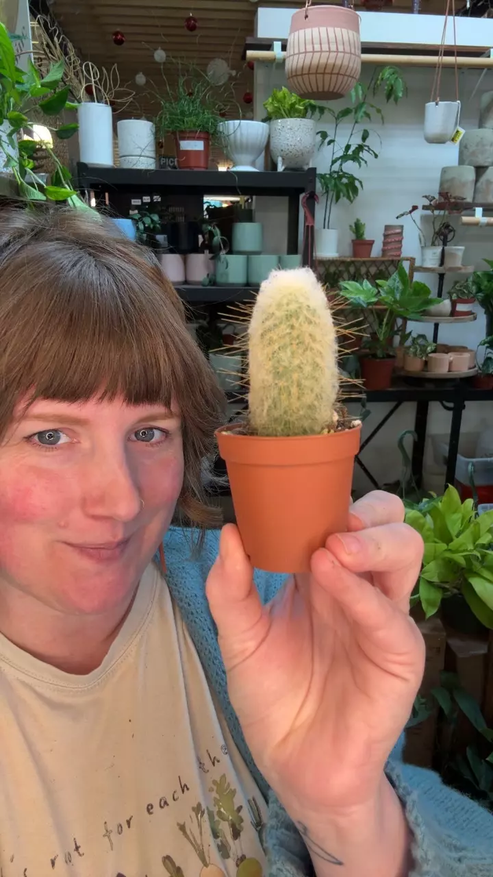 hairy penis cactus 2” 86 thumbnail
