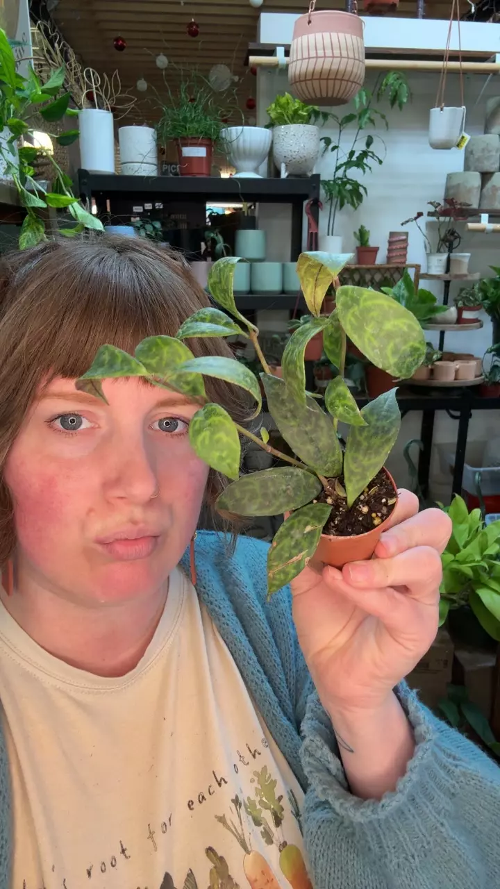 zebra vine 2” 87 thumbnail