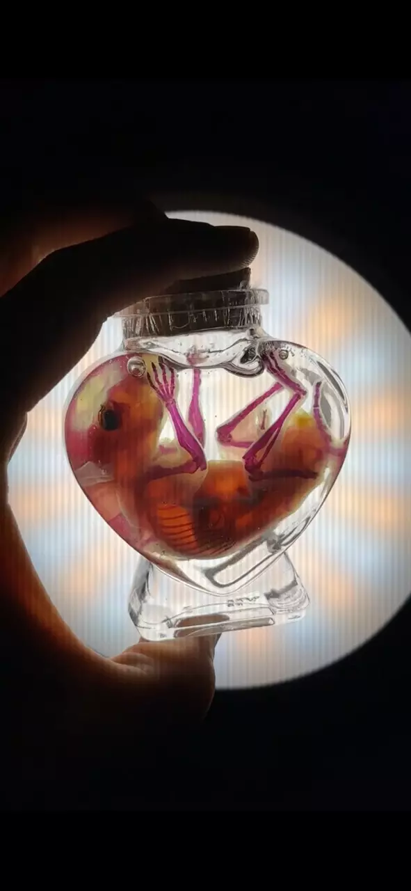 Ethically Sourced Diaphonized Hamster Wet Specimen thumbnail