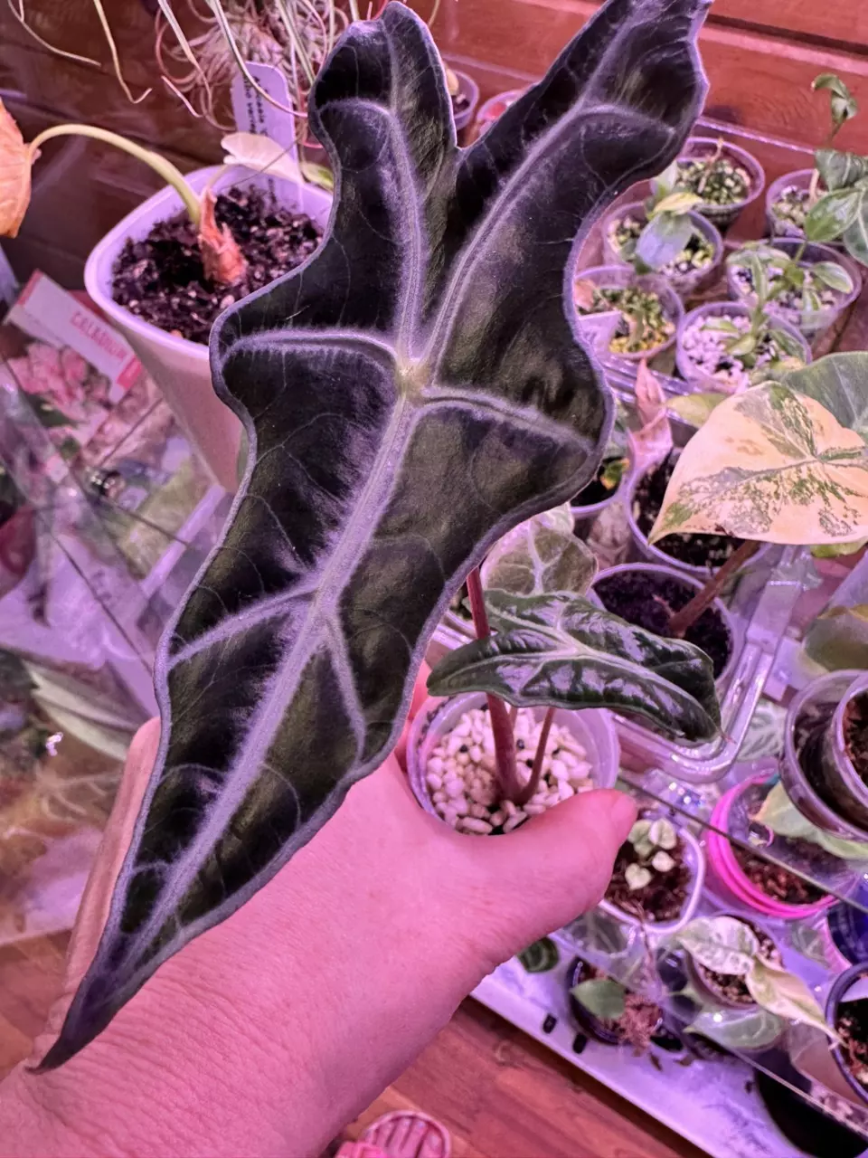 Reverted Alocasia Sanderiana thumbnail
