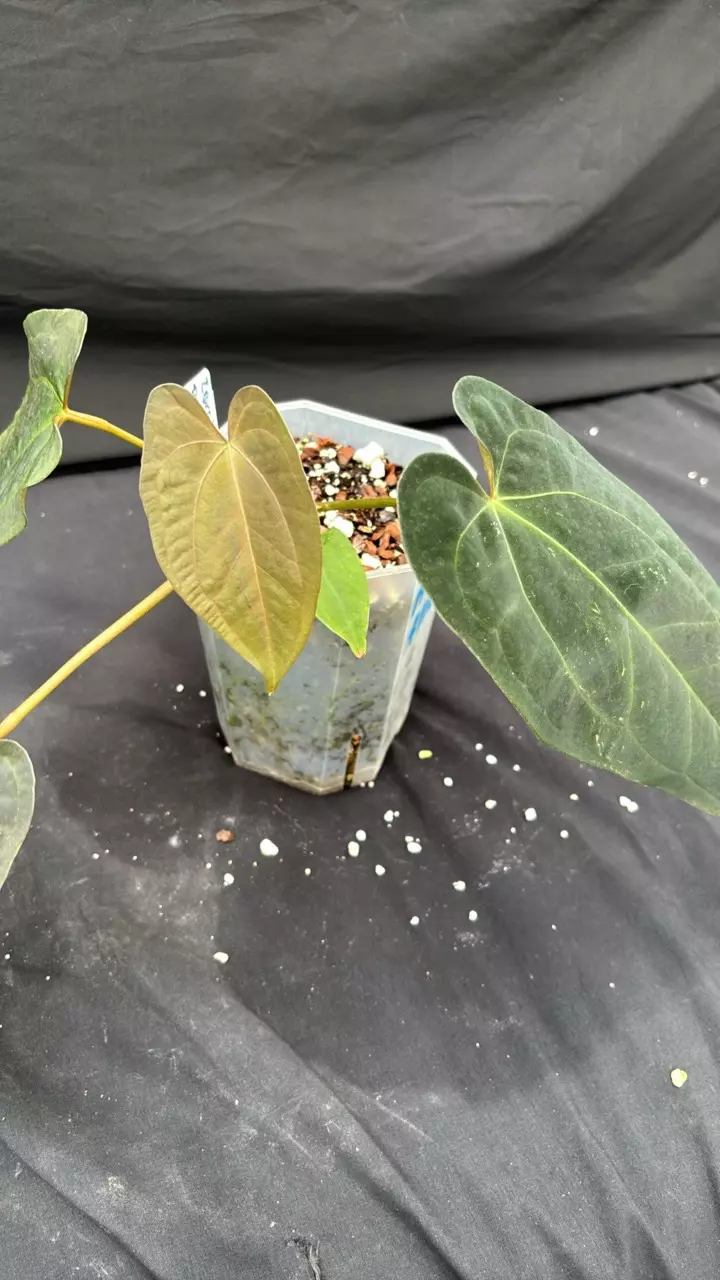 A101 Zara X Pap Trop10 thumbnail