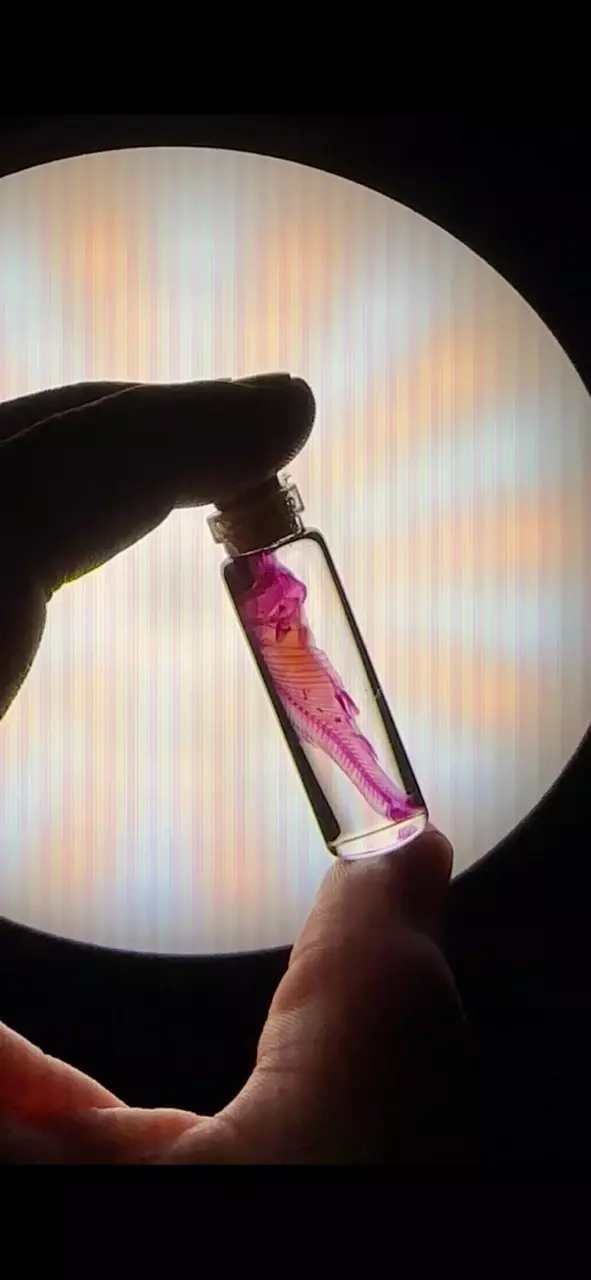 Ethically Sourced Diaphonized Small Fish thumbnail