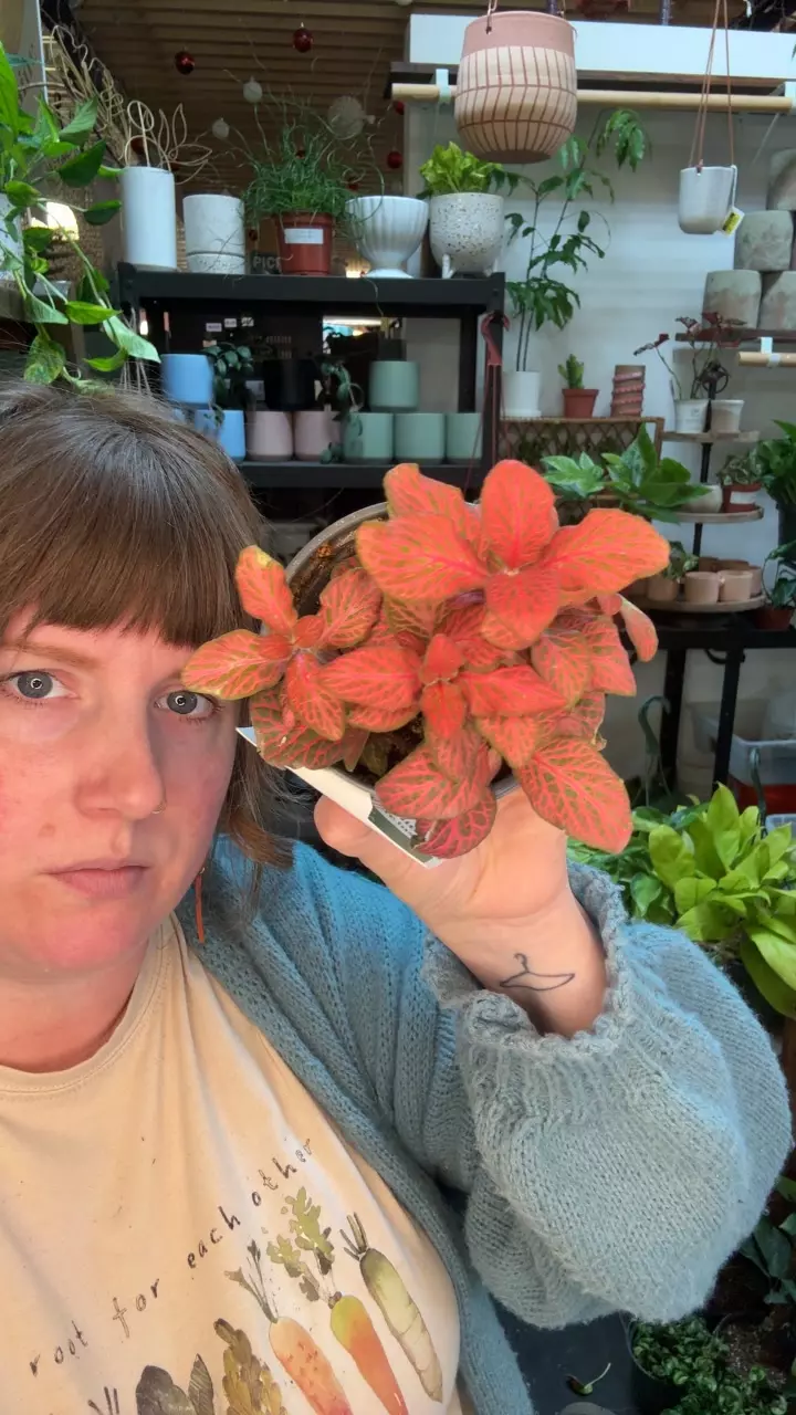 fittonia red roses 3.5” 92 thumbnail