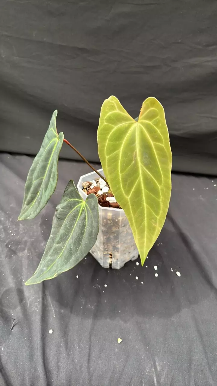 A106 Port X Bess Wu1 thumbnail