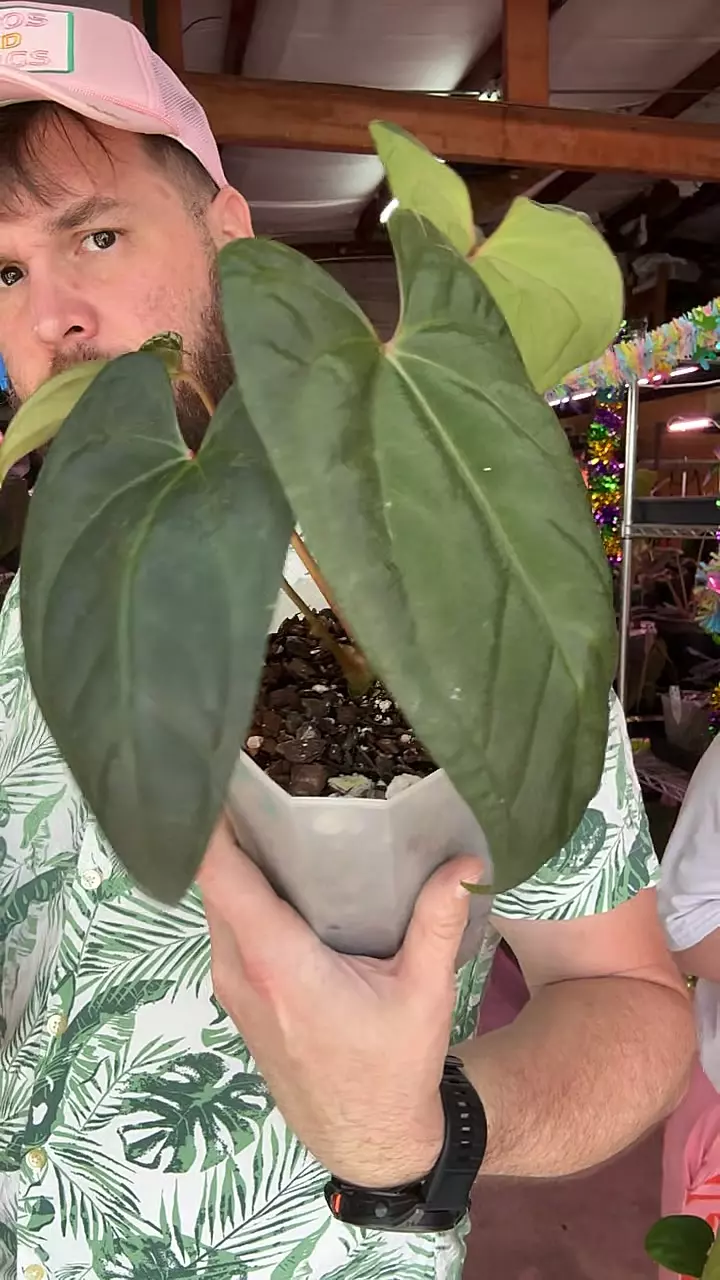 A121 Mr WW X RVDP thumbnail