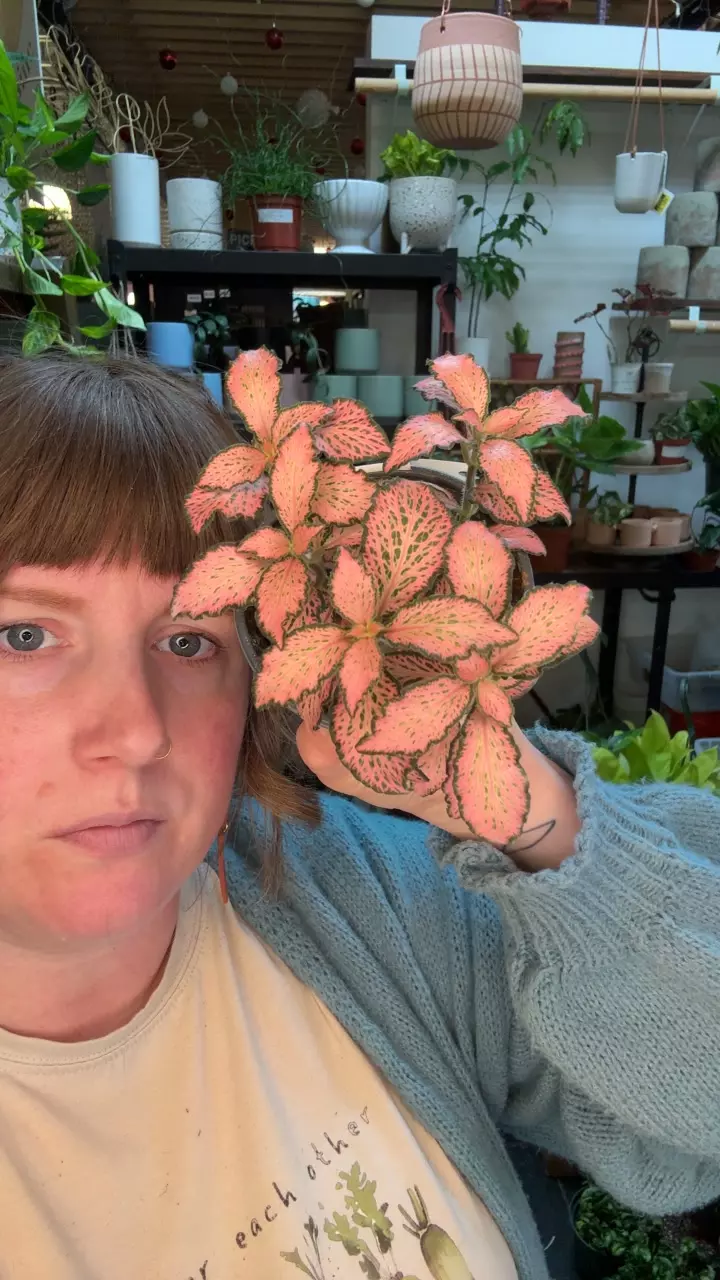 Fittonia black star 3.5” 93 thumbnail