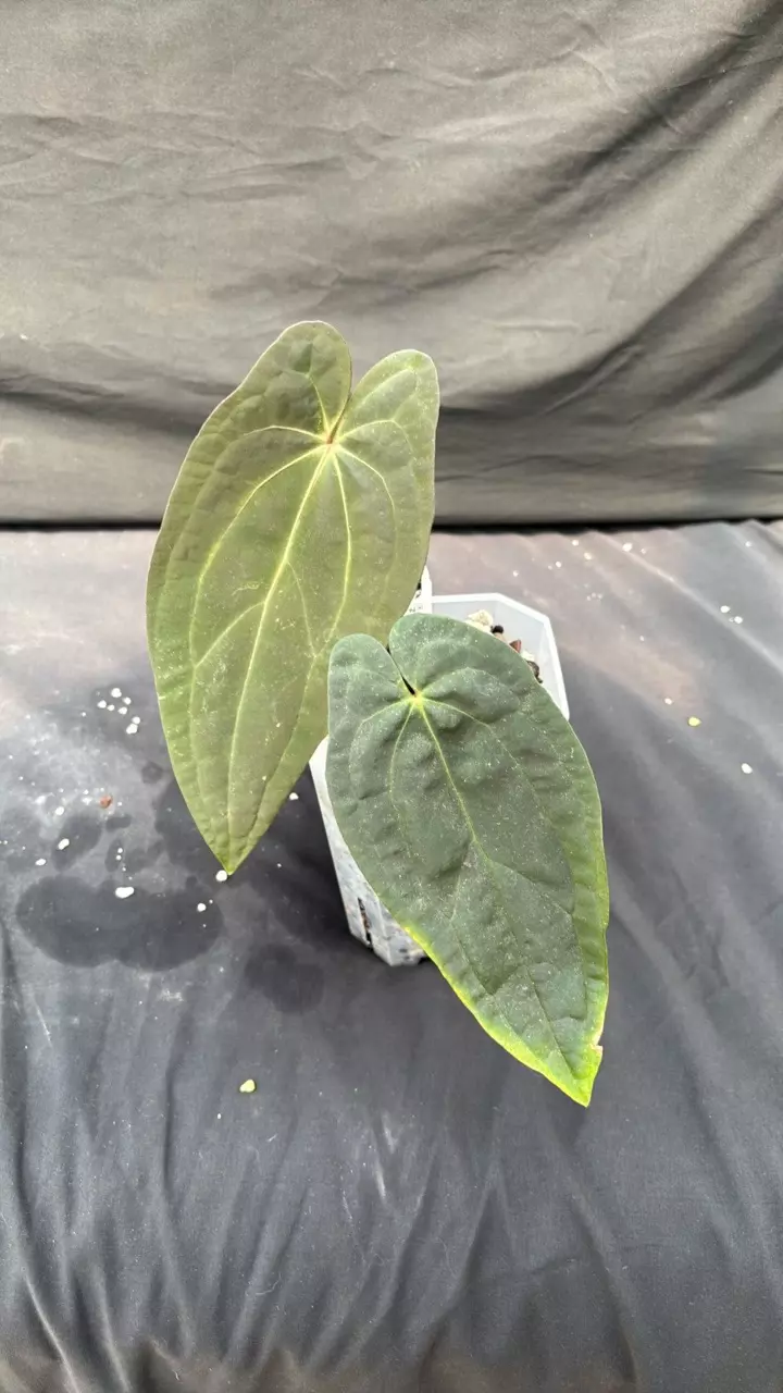 A113 (Carla x BVEP) X (AOS x RVDP) thumbnail