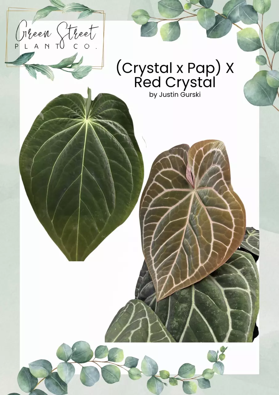 Fuzzy Petioles 6 Seedling Bundle thumbnail