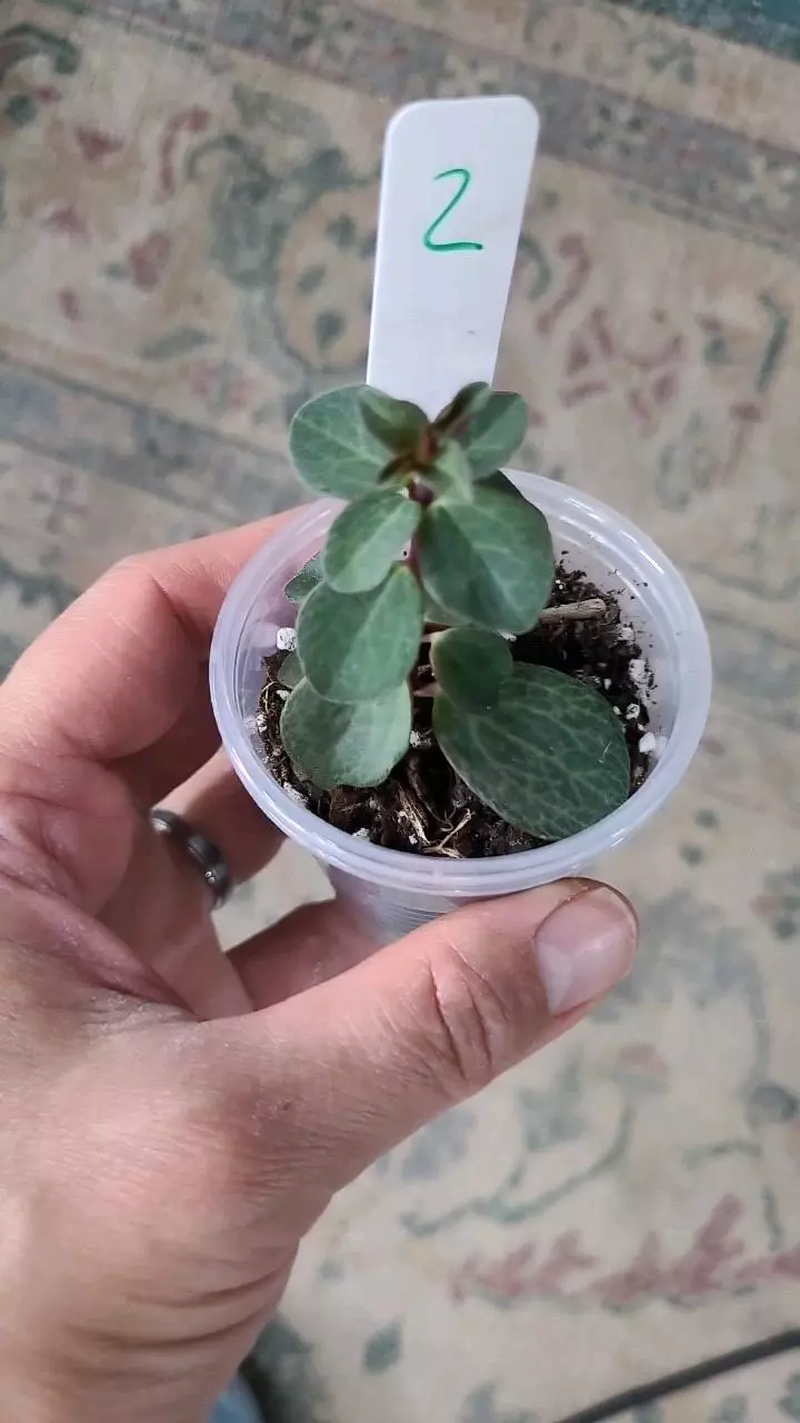 Peperomia Verticillata Red Log 2" #2 thumbnail