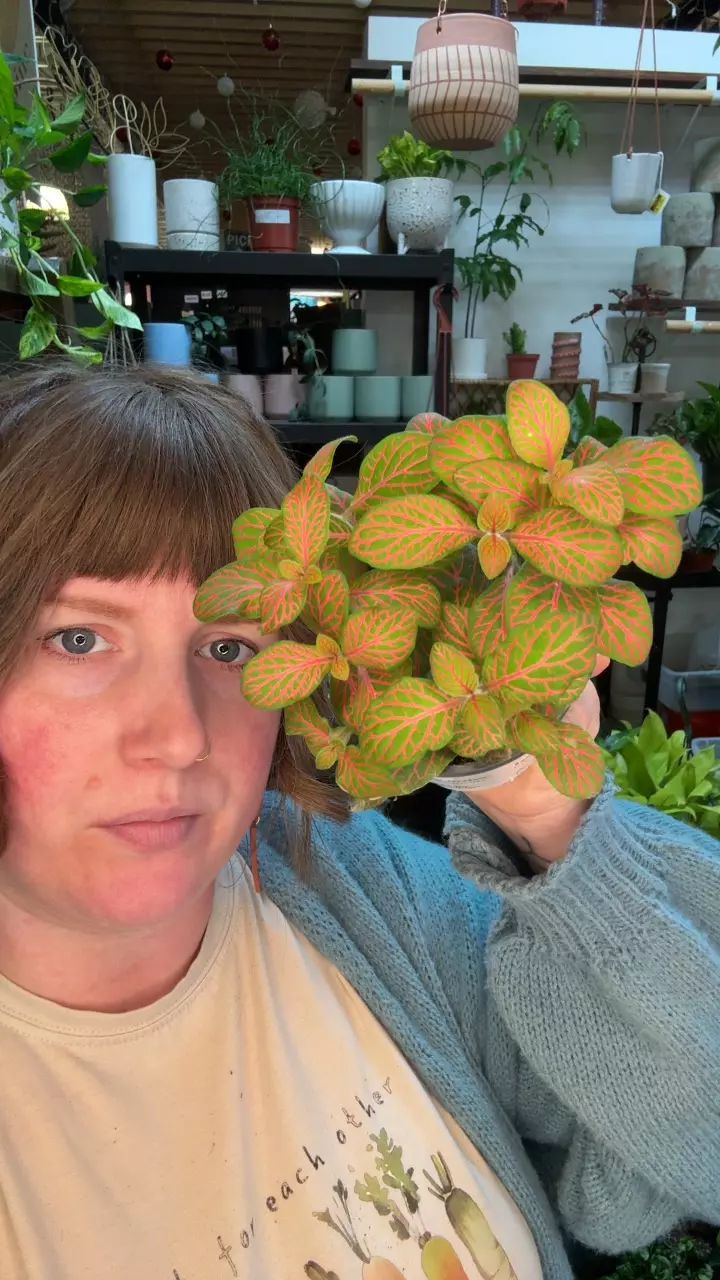 fittonia yellow skeleton 3.5” 94 thumbnail