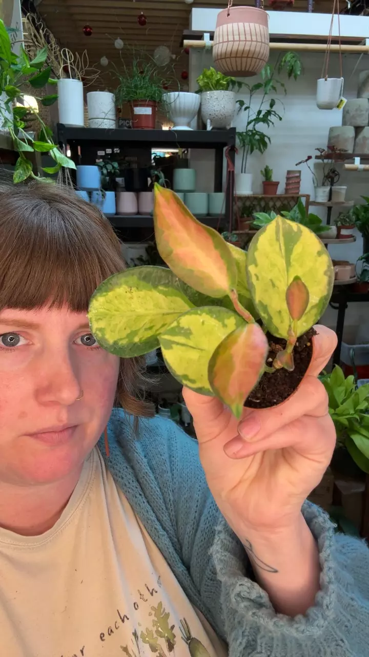 Hoya Australis Lisa 2” 90 thumbnail