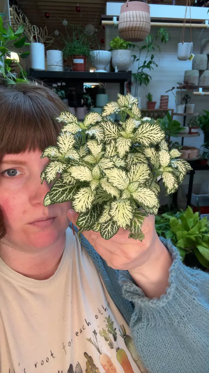 fittonia white star 3.5” 96 thumbnail