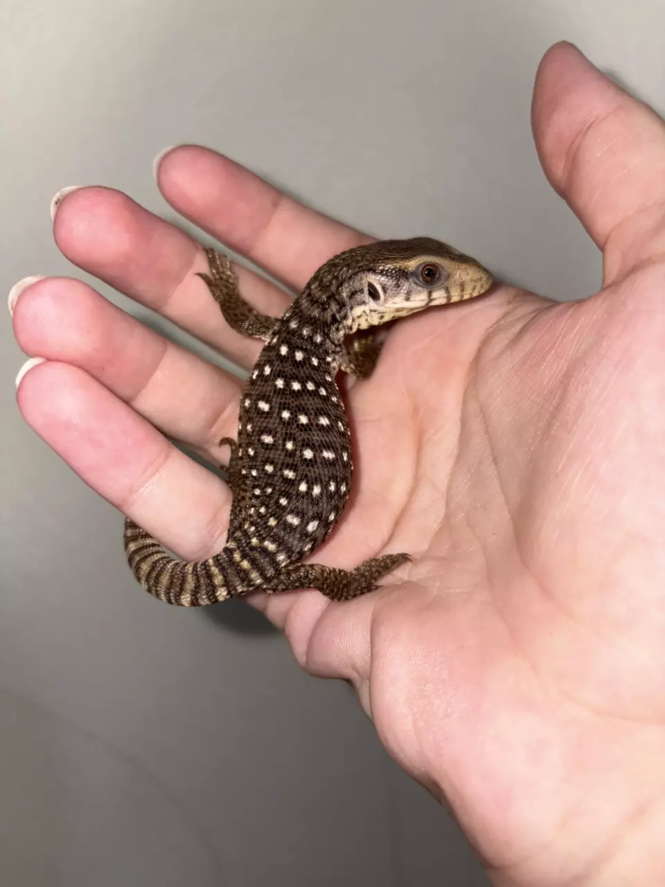 Savannah Monitor #5 thumbnail