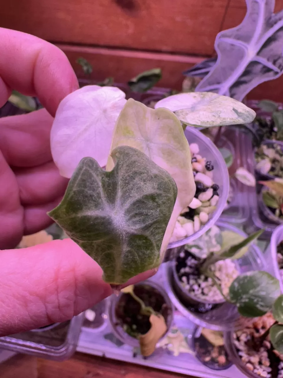 Alocasia Ninja Tri color thumbnail