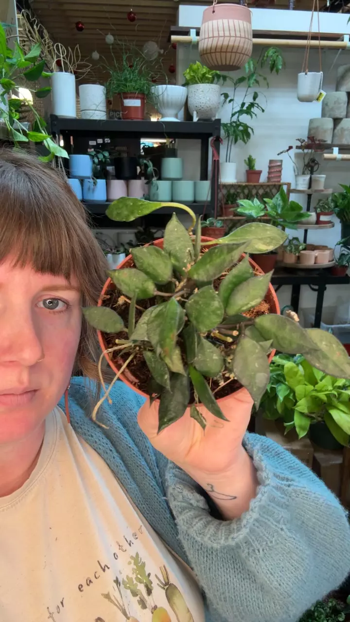 Hoya krohniana black 4” 98 thumbnail