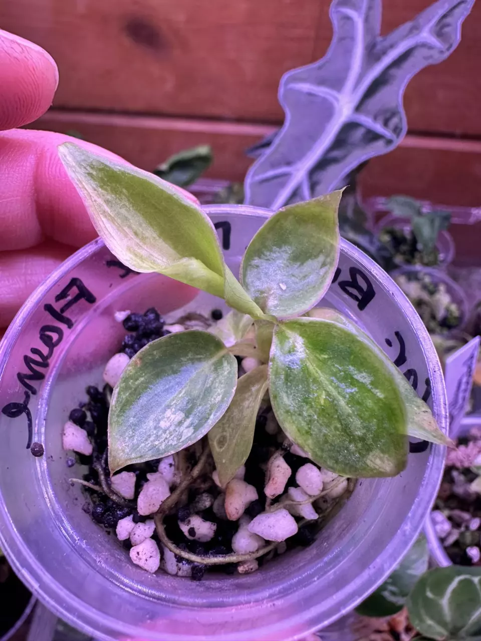 Philodendron Burle Marcs variegated thumbnail