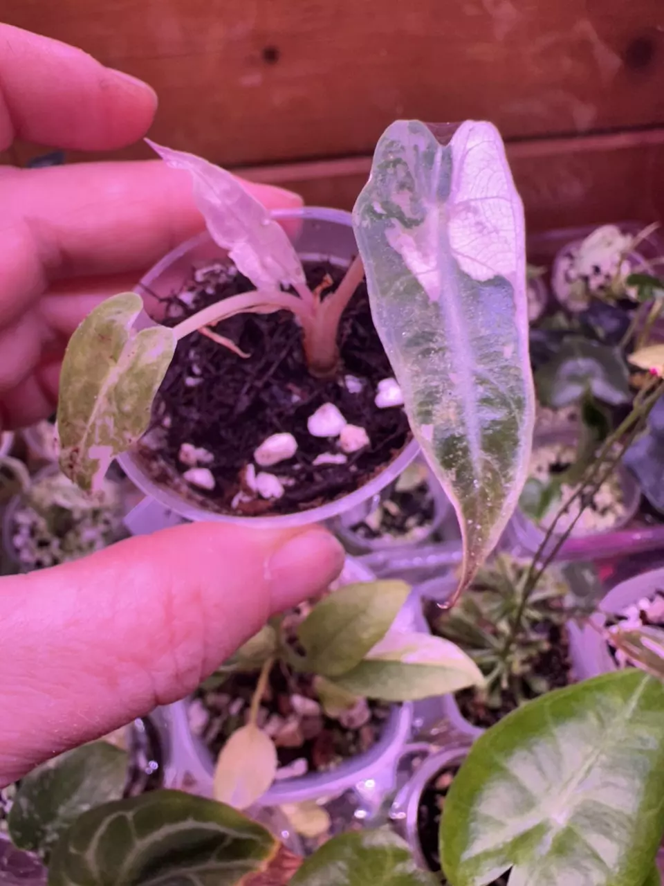 Alocasia Bambino Pink Variegated thumbnail