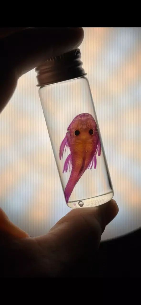 Ethically Sourced Diaphonized Pleco Fish Smal thumbnail