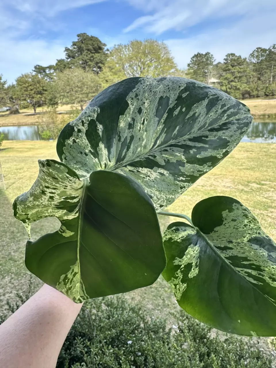 Monstera Bulbasaur thumbnail