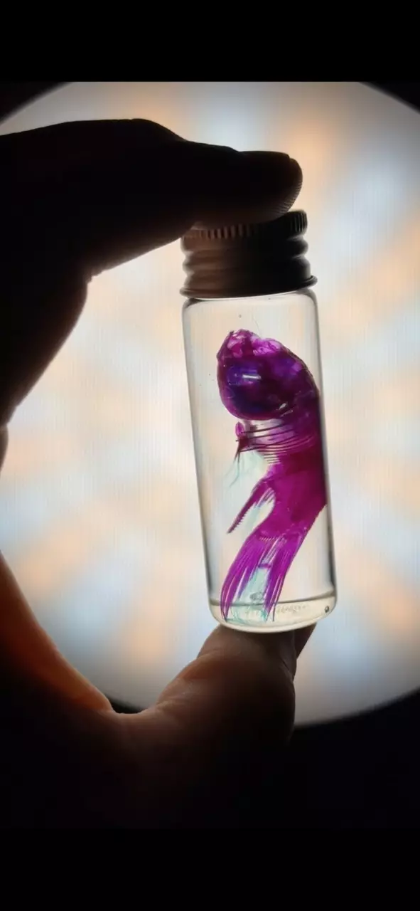 Ethically Sourced Diaphonized Damaged Medium Fish thumbnail