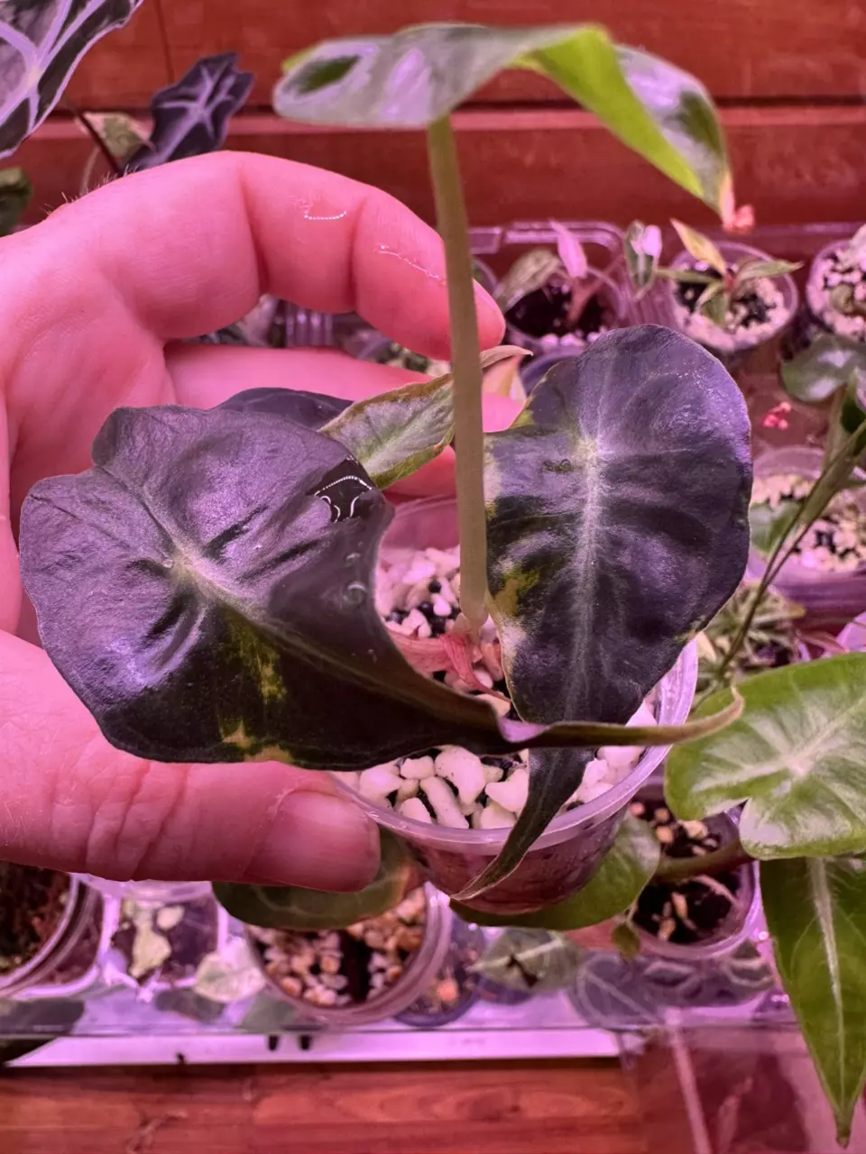 Alocasia Venom thumbnail
