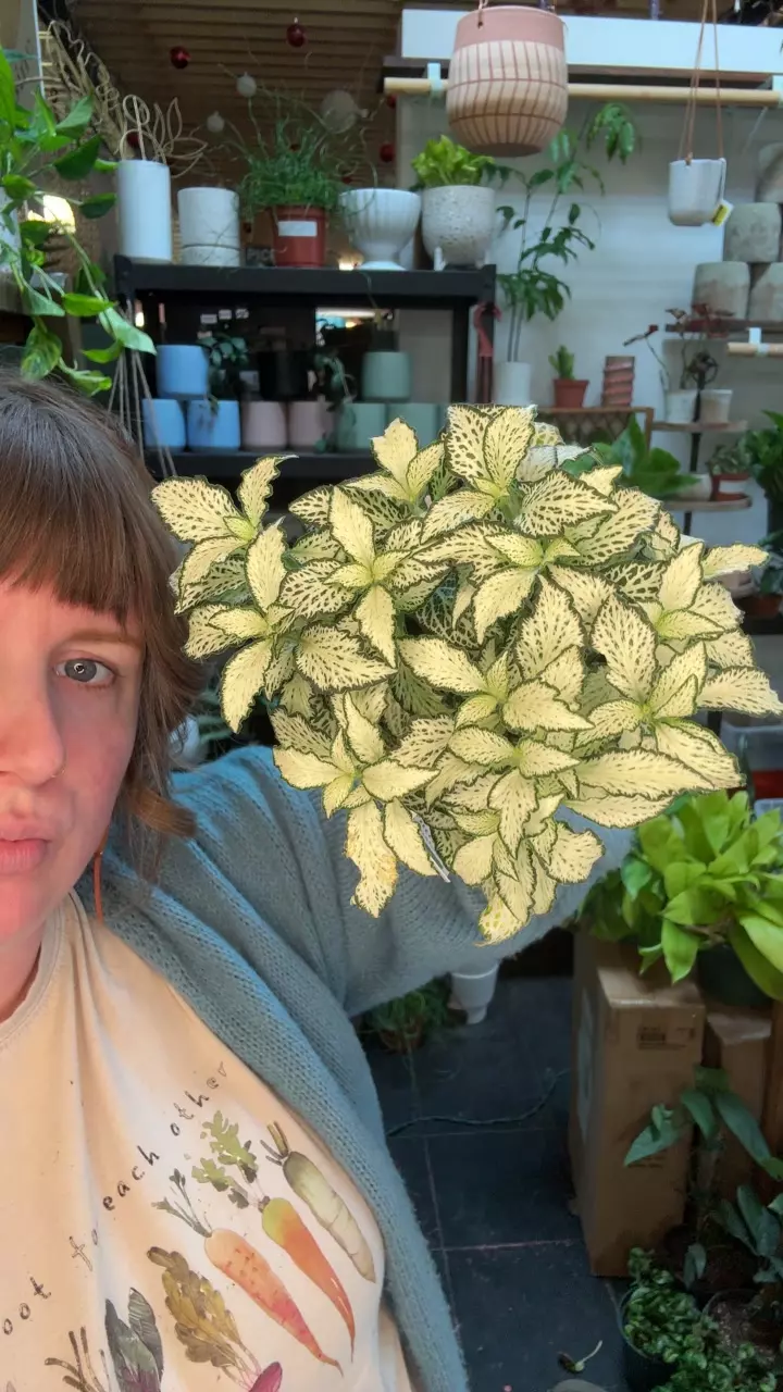 fittonia lovers 3.5” 95 thumbnail