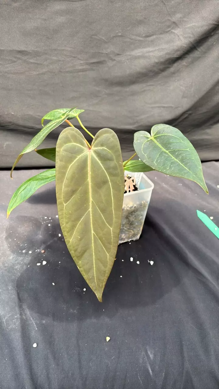 A107 Red Thunder X Ree Port thumbnail