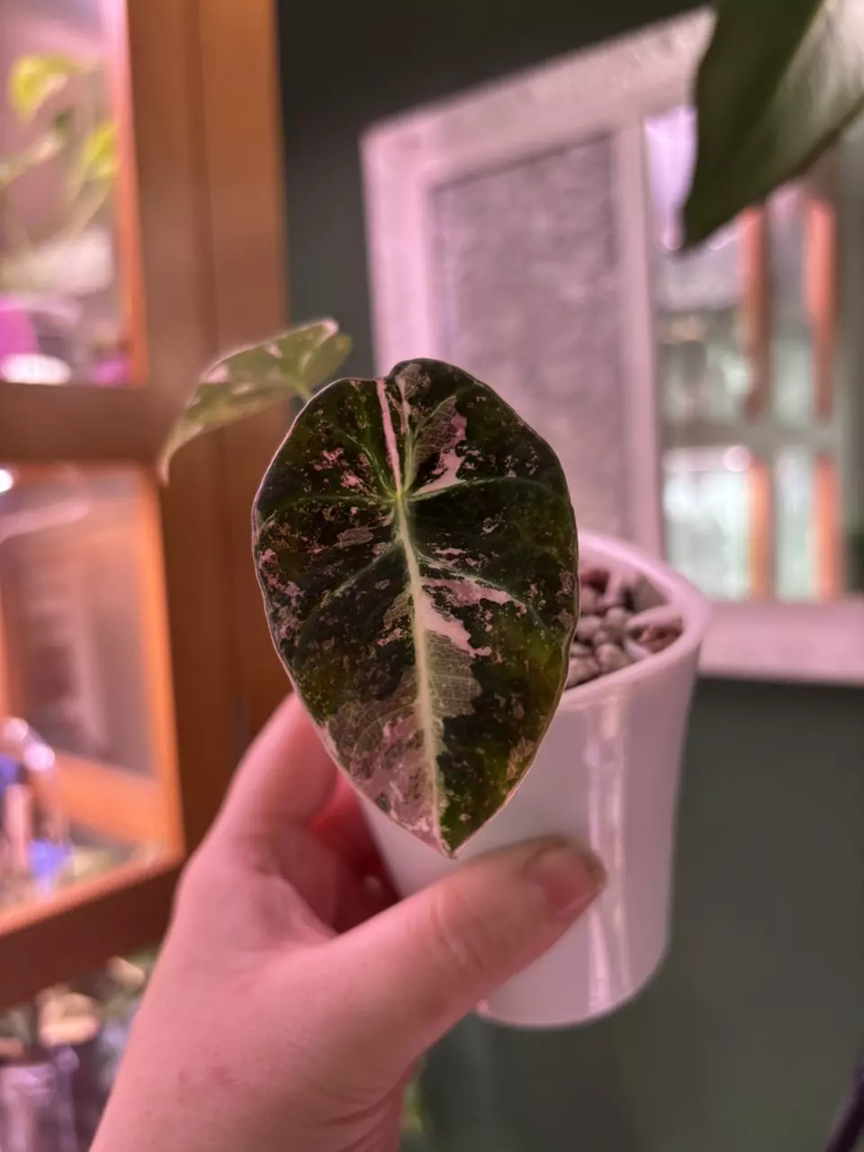 pink black velvet Alocasia thumbnail