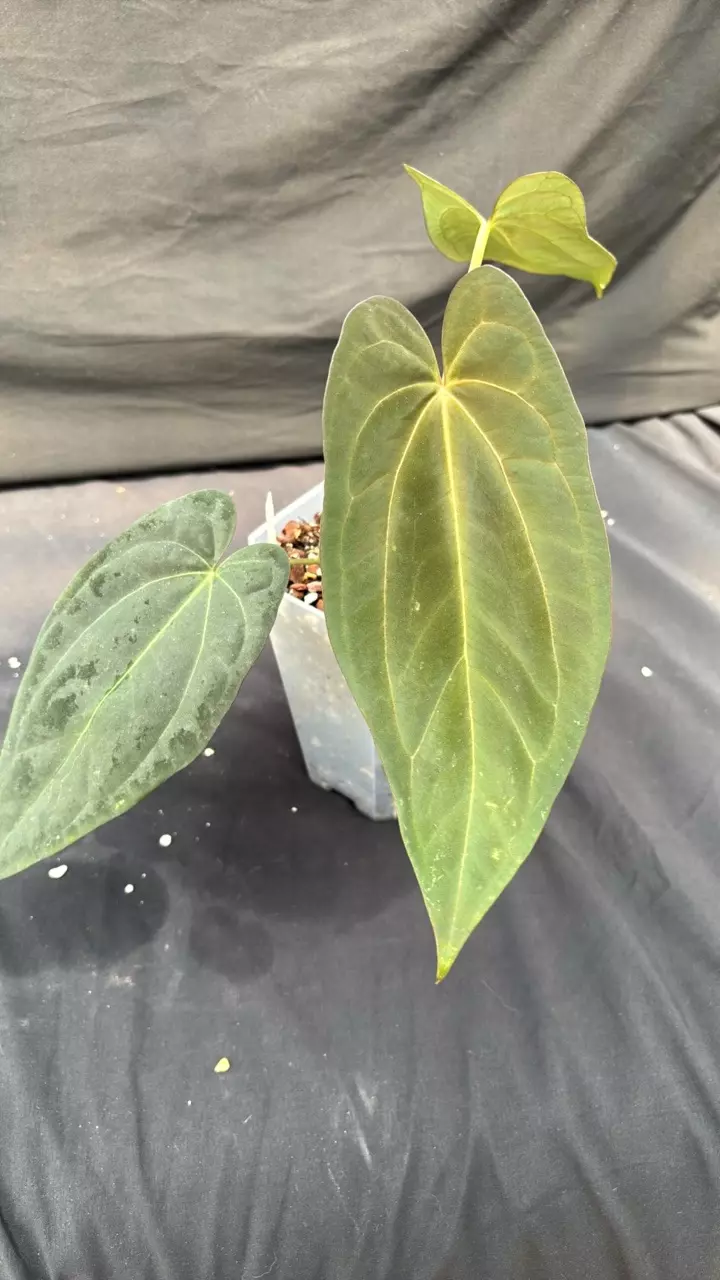 A112 (Carla x BVEP) X (AOS x RVDP) thumbnail