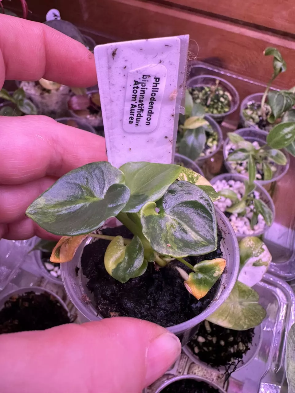Philodendron Atom Aurea thumbnail