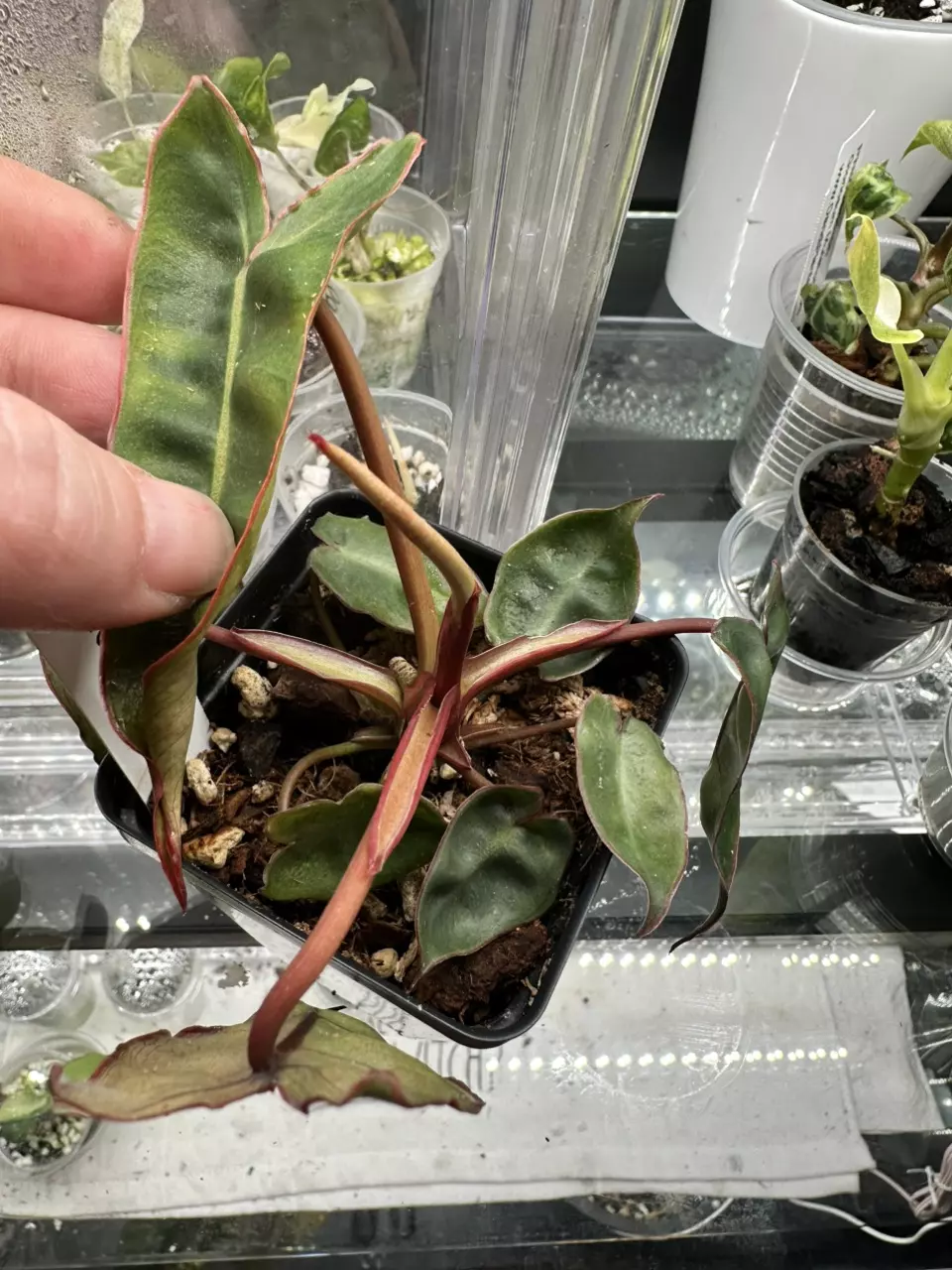 Philodendron Billietiae thumbnail