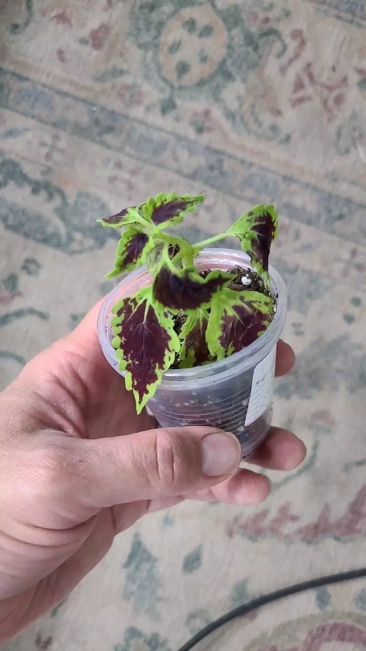 Coleus 2" thumbnail