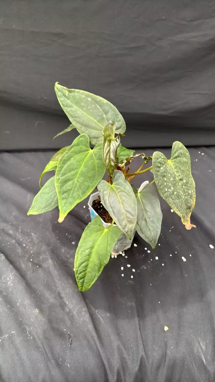 A102 NSE Port X RLFS thumbnail