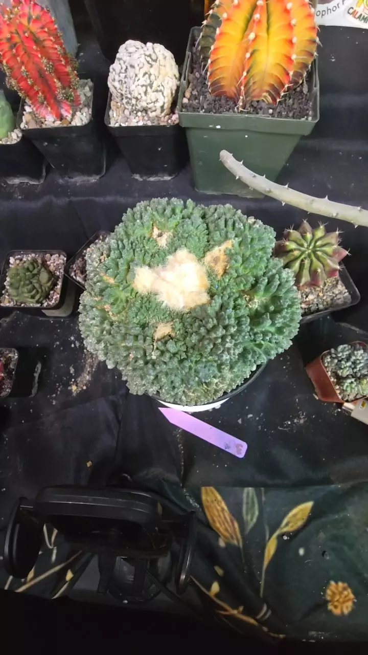 CRAZY godzilla 🤩 own roots (degraft) thumbnail