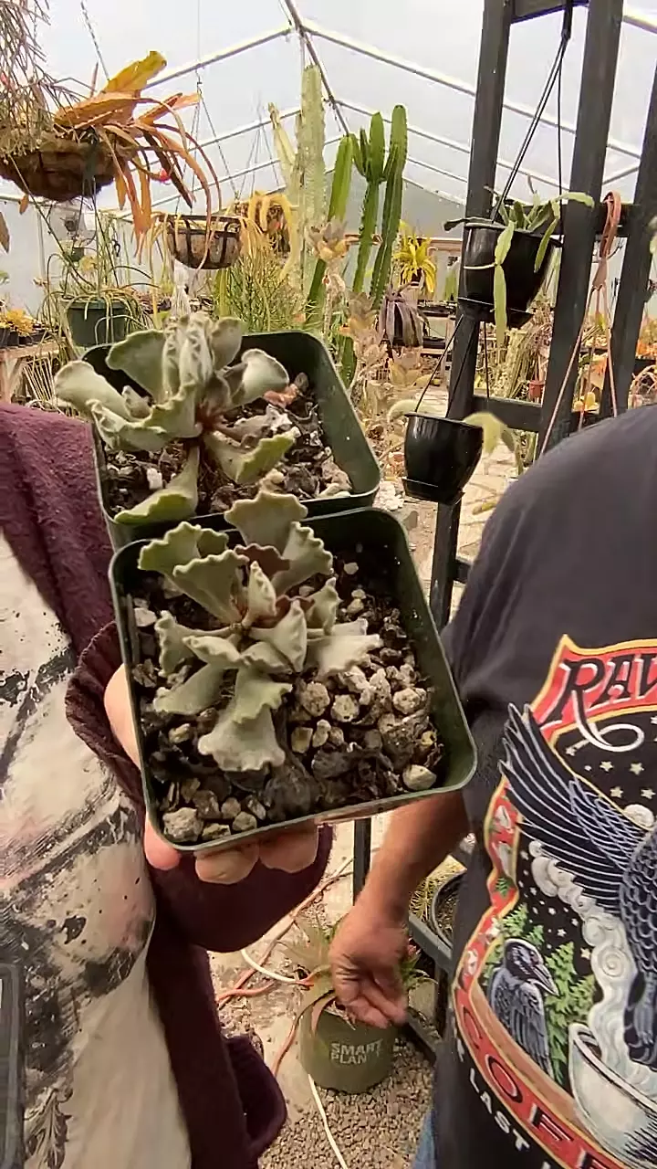 Adromischus Key lime pie 4” thumbnail