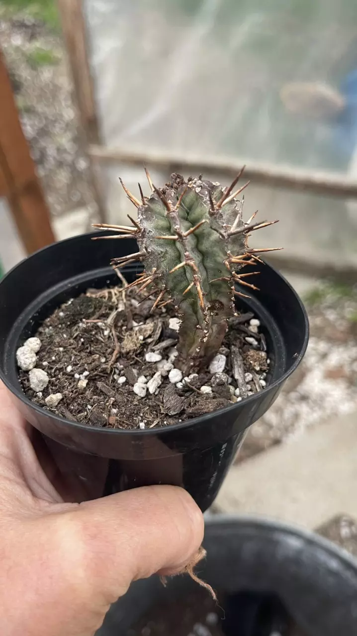 Euphorbia Jansvellensis 3” thumbnail